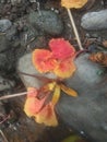photo of Flamboyant flowers falling on a rock