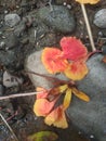photo of Flamboyant flowers falling to the ground