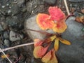 photo of Flamboyant flowers falling to the ground