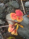 photo of Flamboyant flowers falling to the ground