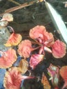 photo of Flamboyant flowers falling on the water