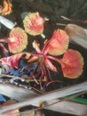 photo of Flamboyant flowers falling on the water