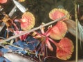 photo of Flamboyant flowers falling on the water