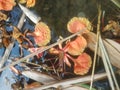 photo of Flamboyant flowers falling on the water