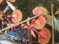 photo of Flamboyant flowers falling on the water