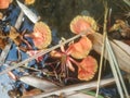 photo of Flamboyant flowers falling on the water