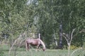 Photo of a flaxen suit horse.