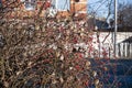 Photo of a flock of birds sitting on a tree branch in winter Royalty Free Stock Photo