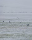 Flock of crows on the snow-covered field