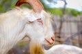 The flock of domestic goats risen for its milk