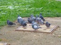 Flock of fluffy pigeons resting on the ground Royalty Free Stock Photo