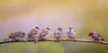 Photo with a flock of funny birds and Chicks sparrows sit on a branch in a Sunny summer garden and chirp merrily