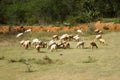 A flock of goats grazing in India Royalty Free Stock Photo