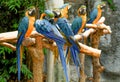 Photo of a flock of parrots on a branch in the zoo in the morning for home decoration.