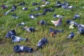 Photo of a flock of pigeons on green grass. Royalty Free Stock Photo