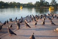 Photo of a flock of pigeons resting on the ground Royalty Free Stock Photo