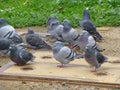 Flock of pigeons resting on the ground Royalty Free Stock Photo