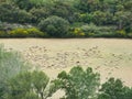 Flock of sheep in a field in the Alpilles in Provence