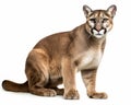 photo of Florida panther isolated on white background. Generative AI