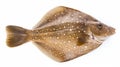 Brown Flounder Fish On White Background - Ray Collins Style Staining Royalty Free Stock Photo