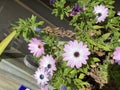 Photo of the flower of African daisies Osteospermum Royalty Free Stock Photo