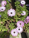 Photo of the flower of African daisies Osteospermum