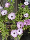 Photo of the flower of African daisies Osteospermum