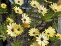 Photo of the flower of African daisies Osteospermum Royalty Free Stock Photo