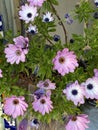 Photo of the flower of African daisies Osteospermum Royalty Free Stock Photo