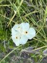 Photo of the flower of African lily