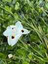 Photo of the flower of African lily