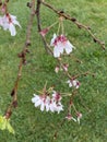 Photo of the flower of Almond , Sweet almond , Almendro or Prunus dulcis Mill. D.A.Webb Royalty Free Stock Photo