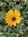 Photo of the flower of Arctotis acaulis or African Daisy Royalty Free Stock Photo