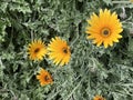 Photo of the flower of Arctotis acaulis or African Daisy Royalty Free Stock Photo