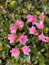 Photo of the flower of Azalea