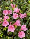 Photo of the flower of Azalea