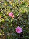 Photo of the flower of Azalea