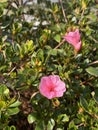 Photo of the flower of Azalea