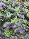 Photo of the flower of Black Hellebore , Christmas Rose , Melampode