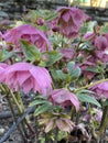 Photo of the flower of Black Hellebore , Christmas Rose , Melampode