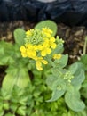 Photo of the Flower of Brassica Rapa Chinensis Bok Choy Pak Choi or Pok Choi Royalty Free Stock Photo