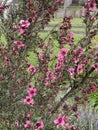 Photo of the Flower of Tea Tree of Manuka Burgundy-Red or Wiri Donna Cultivar