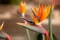 Photo of a flower called Strelitzia royal