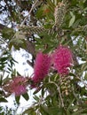 Photo of Flower of Callistemon Hot Pink Bottlebrush Royalty Free Stock Photo