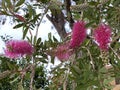 Photo of Flower of Callistemon Hot Pink Bottlebrush Royalty Free Stock Photo