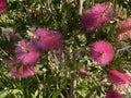 Photo of Flower of Callistemon Hot Pink Bottlebrush Royalty Free Stock Photo