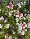 Photo of the Flower of Carpet of Snow Alyssum or Lobularia Maritima