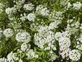 Photo of the Flower of Carpet of Snow Alyssum or Lobularia Maritima