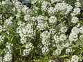 Photo of the Flower of Carpet of Snow Alyssum or Lobularia Maritima