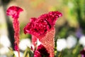 A photo of a flower celosia comb. Largly